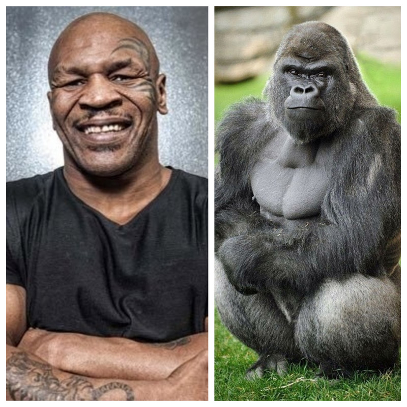 Mike Tyson (Foto Cortesía)
